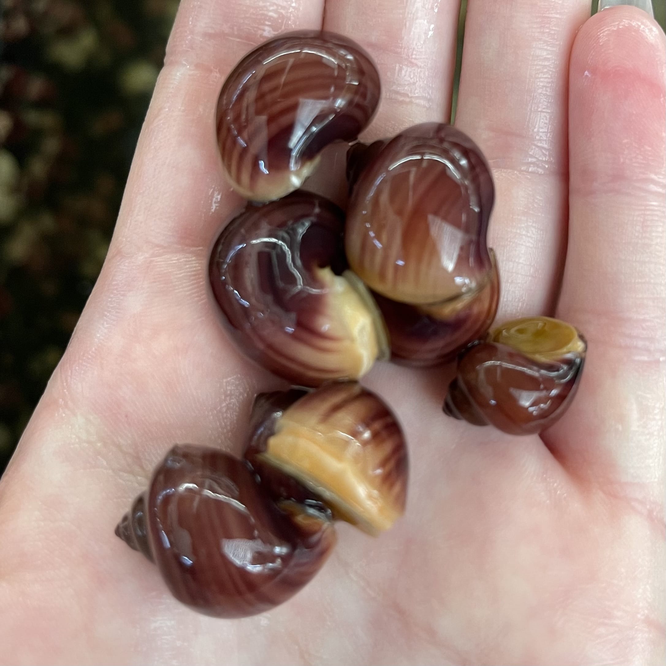the-fish-farm Snail Magenta Mystery Snail Tortoiseshell Mystery Snails- The Fish Farm
