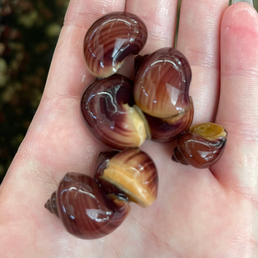 the-fish-farm Snail Magenta Mystery Snail Tortoiseshell Mystery Snails- The Fish Farm