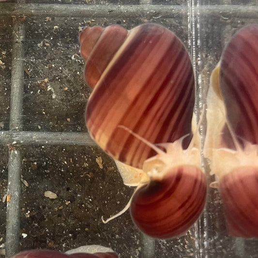 the-fish-farm Snail Magenta Mystery Snail Tortoiseshell Mystery Snails- The Fish Farm