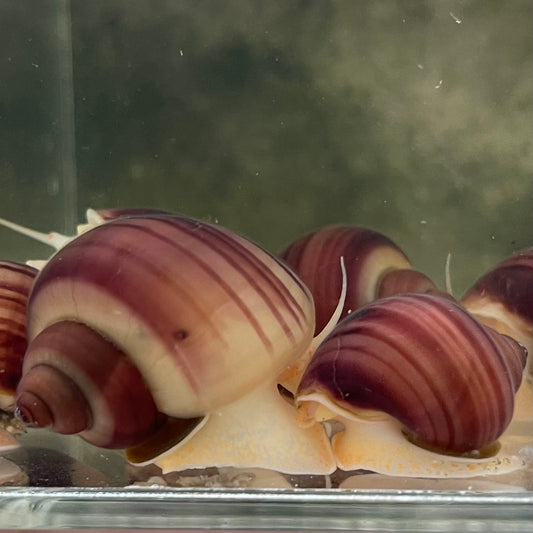 the-fish-farm Snail Magenta Mystery Snail Tortoiseshell Mystery Snails- The Fish Farm