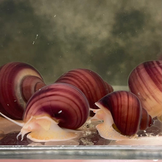 the-fish-farm Snail Magenta Mystery Snail Tortoiseshell Mystery Snails- The Fish Farm