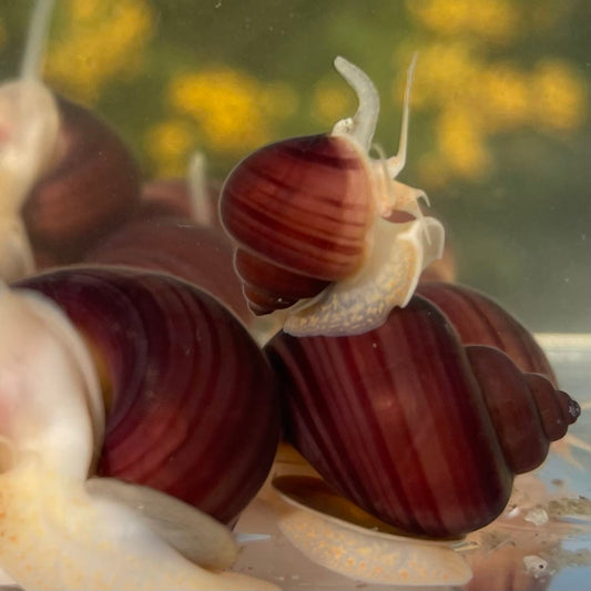 the-fish-farm Snail Magenta Mystery Snail Tortoiseshell Mystery Snails- The Fish Farm