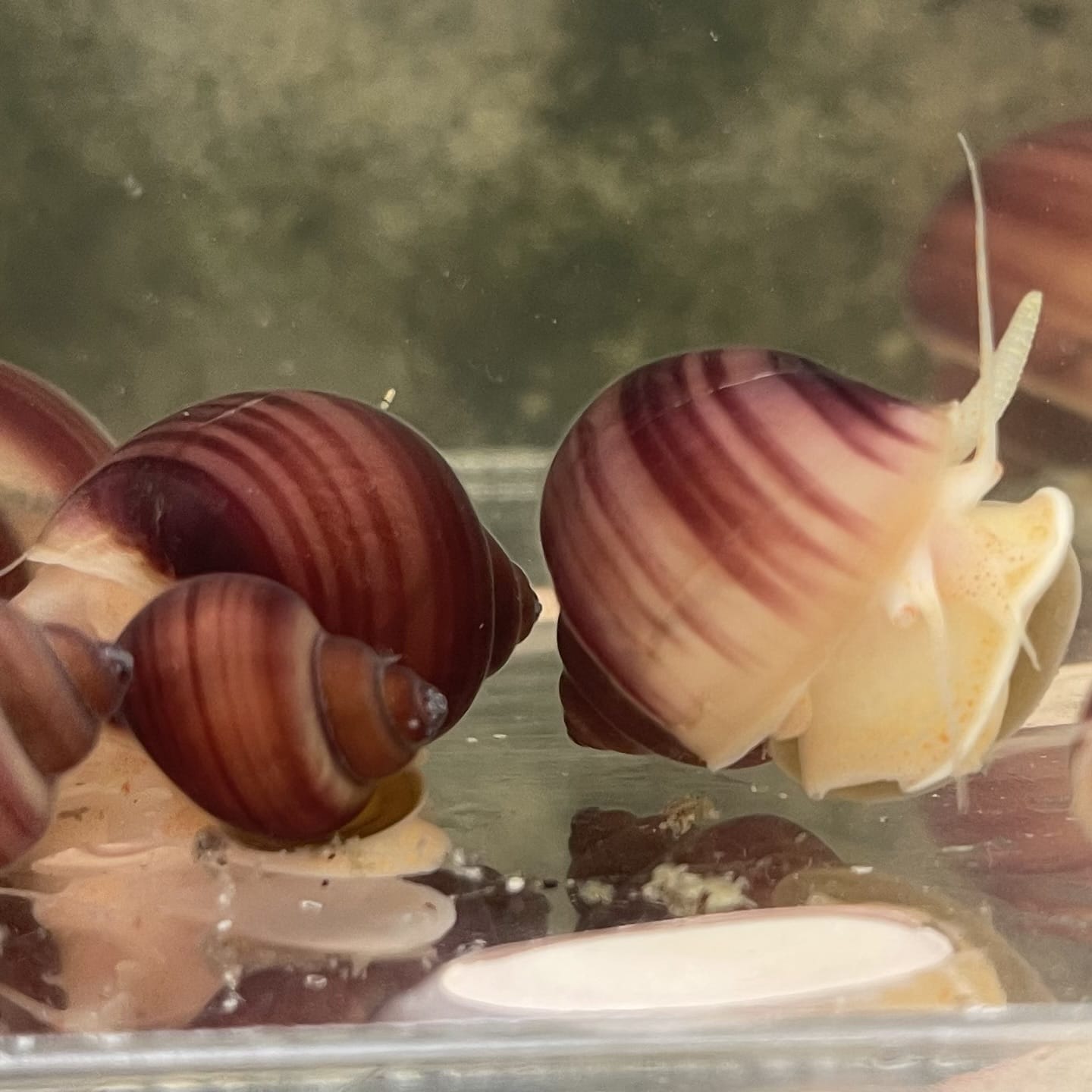 the-fish-farm Snail Magenta Mystery Snail Tortoiseshell Mystery Snails- The Fish Farm