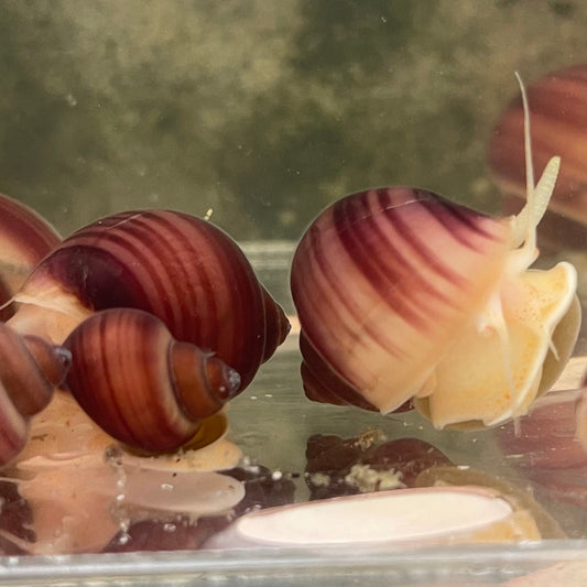 the-fish-farm Snail Magenta Mystery Snail Tortoiseshell Mystery Snails- The Fish Farm