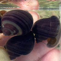 the-fish-farm Snail Purple Mystery Snail Tortoiseshell Mystery Snails- The Fish Farm