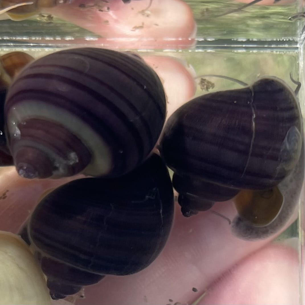 the-fish-farm Snail Purple Mystery Snail Tortoiseshell Mystery Snails- The Fish Farm