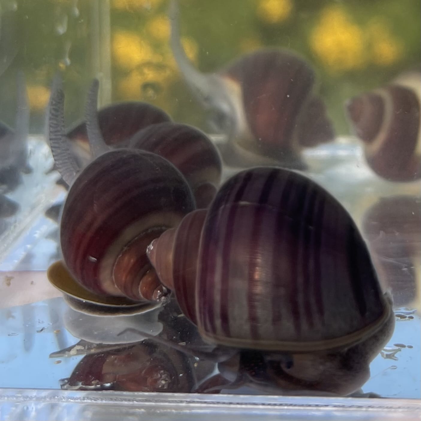 the-fish-farm Snail Purple Mystery Snail Tortoiseshell Mystery Snails- The Fish Farm