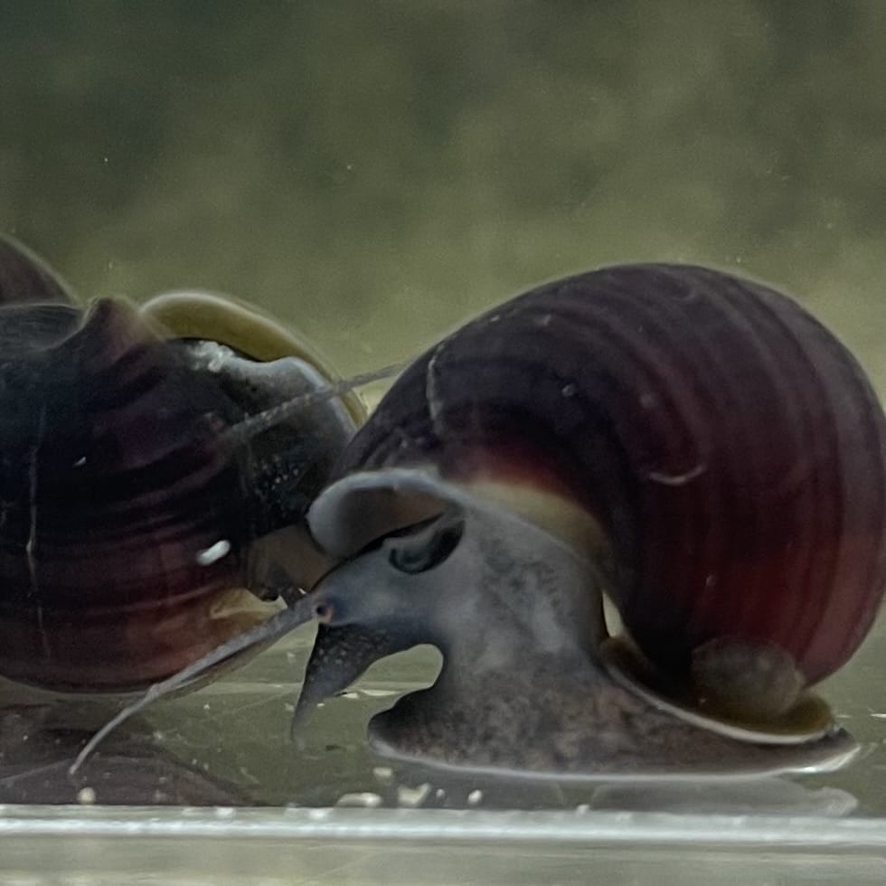 the-fish-farm Snail Purple Mystery Snail Tortoiseshell Mystery Snails- The Fish Farm