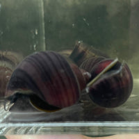 the-fish-farm Snail Purple Mystery Snail Tortoiseshell Mystery Snails- The Fish Farm