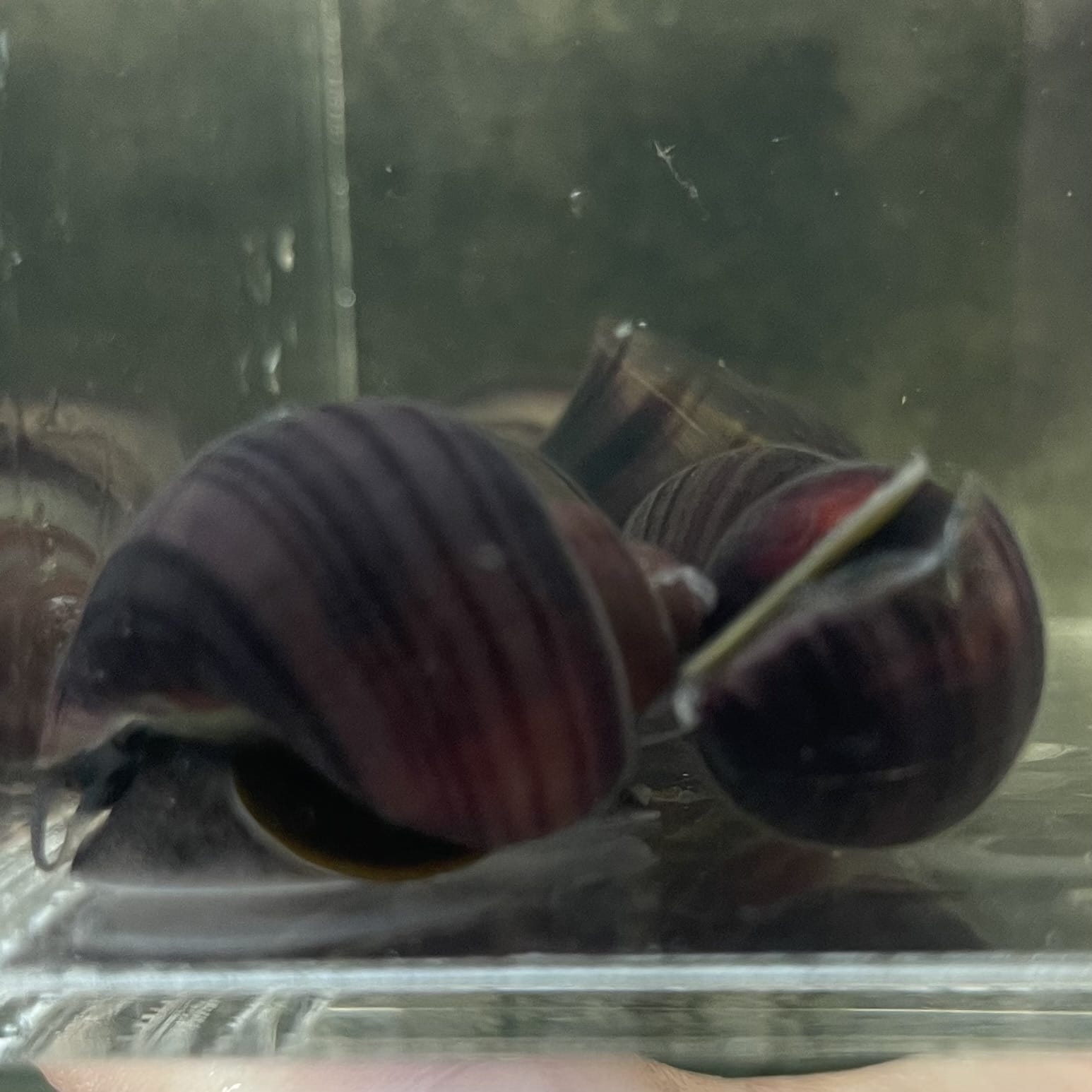 the-fish-farm Snail Purple Mystery Snail Tortoiseshell Mystery Snails- The Fish Farm