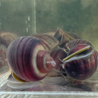 the-fish-farm Snail Purple Mystery Snail Tortoiseshell Mystery Snails- The Fish Farm