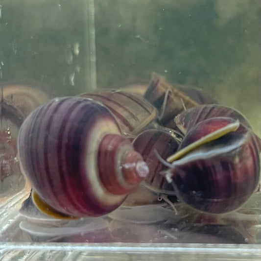 the-fish-farm Snail Purple Mystery Snail Tortoiseshell Mystery Snails- The Fish Farm