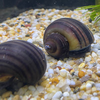 the-fish-farm Snail Purple Mystery Snails Tortoiseshell Mystery Snails- The Fish Farm
