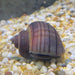 the-fish-farm Snail Purple Mystery Snails Tortoiseshell Mystery Snails- The Fish Farm
