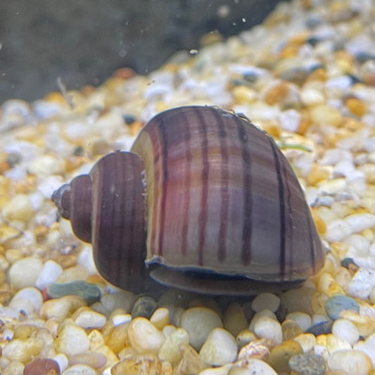 the-fish-farm Snail Purple Mystery Snails Tortoiseshell Mystery Snails- The Fish Farm