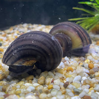 the-fish-farm Snail Purple Mystery Snails Tortoiseshell Mystery Snails- The Fish Farm
