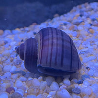the-fish-farm Snail Purple Mystery Snails Tortoiseshell Mystery Snails- The Fish Farm
