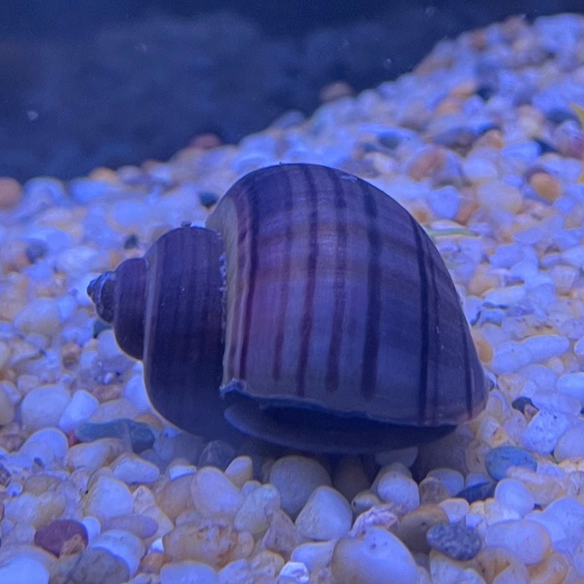 the-fish-farm Snail Purple Mystery Snails Tortoiseshell Mystery Snails- The Fish Farm