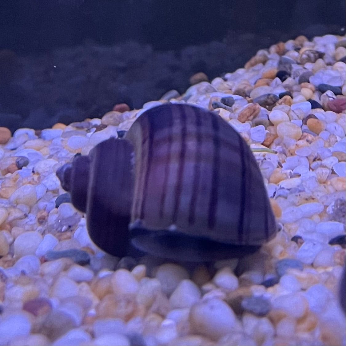the-fish-farm Snail Purple Mystery Snails Tortoiseshell Mystery Snails- The Fish Farm