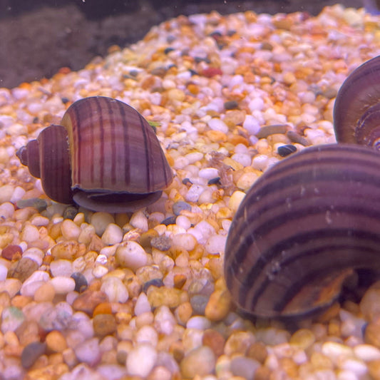the-fish-farm Snail Purple Mystery Snails Tortoiseshell Mystery Snails- The Fish Farm
