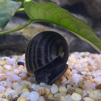 the-fish-farm Snail Purple Mystery Snails Tortoiseshell Mystery Snails- The Fish Farm
