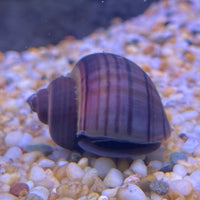 the-fish-farm Snail Purple Mystery Snails Tortoiseshell Mystery Snails- The Fish Farm
