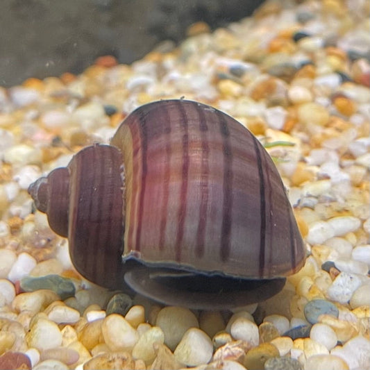 the-fish-farm Snail Purple Mystery Snails Tortoiseshell Mystery Snails- The Fish Farm