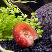 the-fish-farm Snail Red Ramshorn Snails Red Ramshorn Snails - The Fish Farm