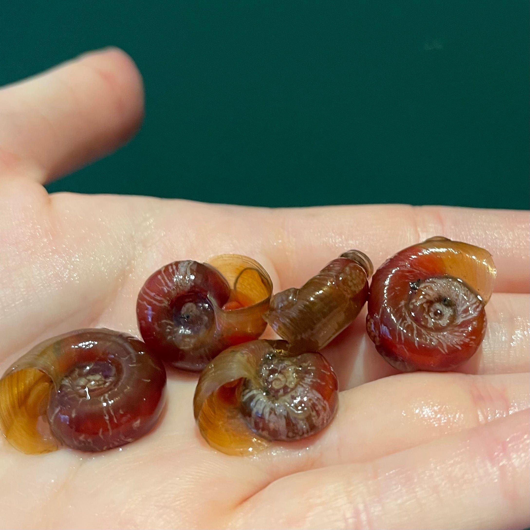 the-fish-farm Snail Red Ramshorn Snails Red Ramshorn Snails - The Fish Farm