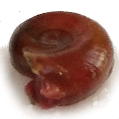 the-fish-farm Snail Red Ramshorn Snails Red Ramshorn Snails - The Fish Farm