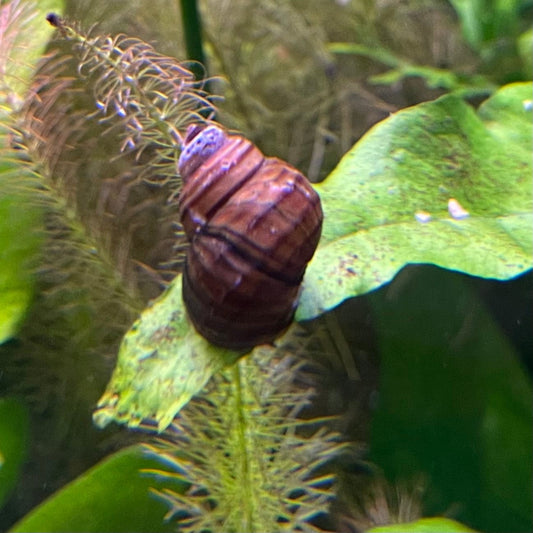 the-fish-farm Snail Singapore Spiral Snails Singapore Spiral Snails - The Fish Farm