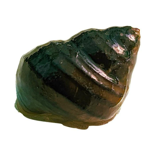 the-fish-farm Snail Singapore Spiral Snails Singapore Spiral Snails - The Fish Farm