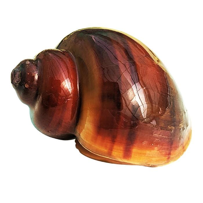 the-fish-farm Snail Tortoise Shell Mystery Snails Tortoiseshell Mystery Snails- The Fish Farm