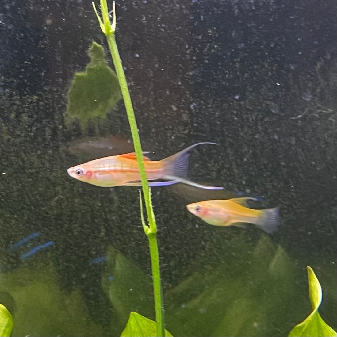 the-fish-farm Swordtail Hi Fin Swordtail - Green 4-5cm Shop online for Aquarium Fish Hi Fin Green Swordtail at The Fish Farm