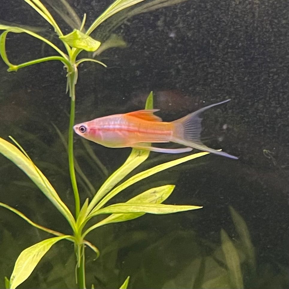 the-fish-farm Swordtail Hi Fin Swordtail - Green 4-5cm Shop online for Aquarium Fish Hi Fin Green Swordtail at The Fish Farm