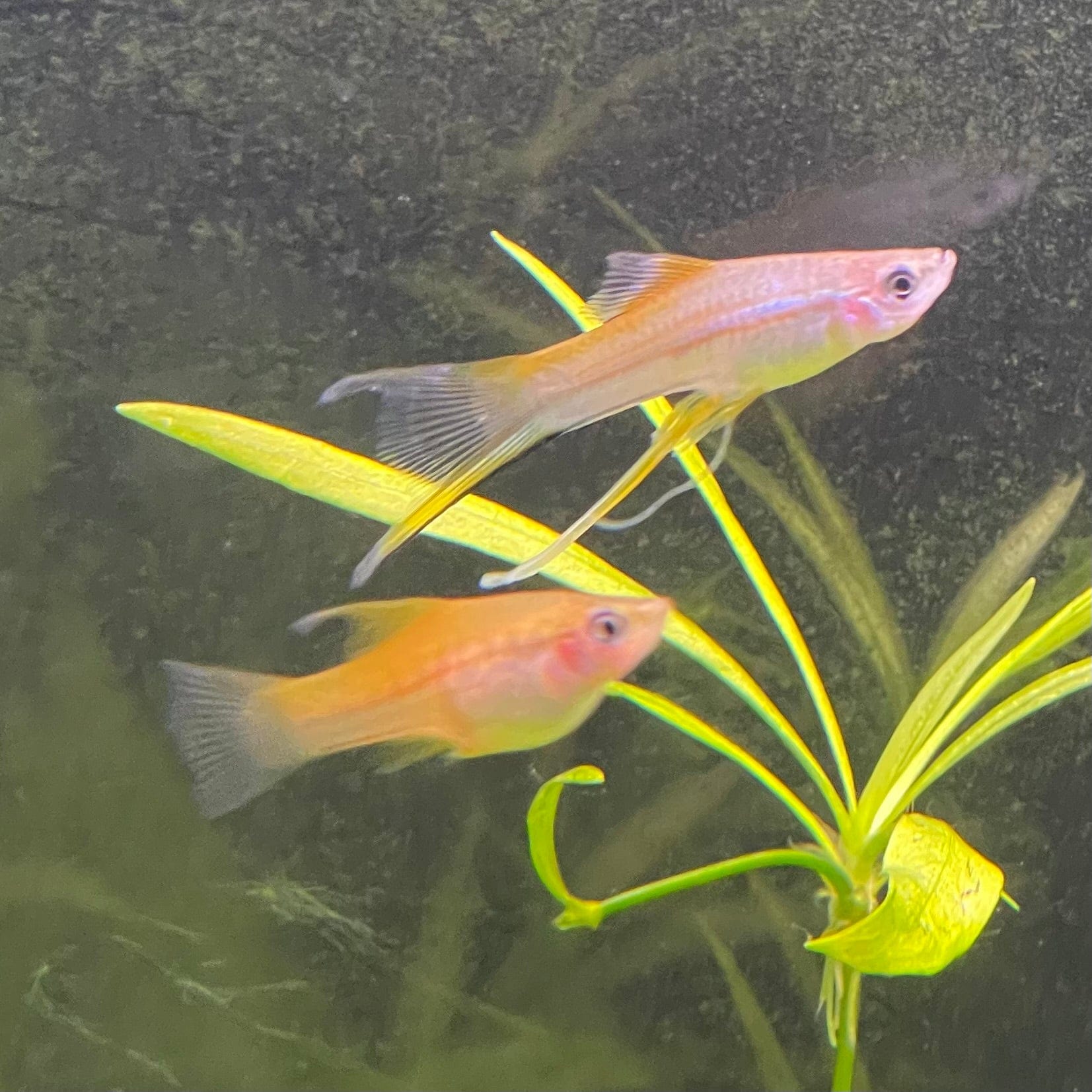 the-fish-farm Swordtail Hi Fin Swordtail - Green 4-5cm Shop online for Aquarium Fish Hi Fin Green Swordtail at The Fish Farm