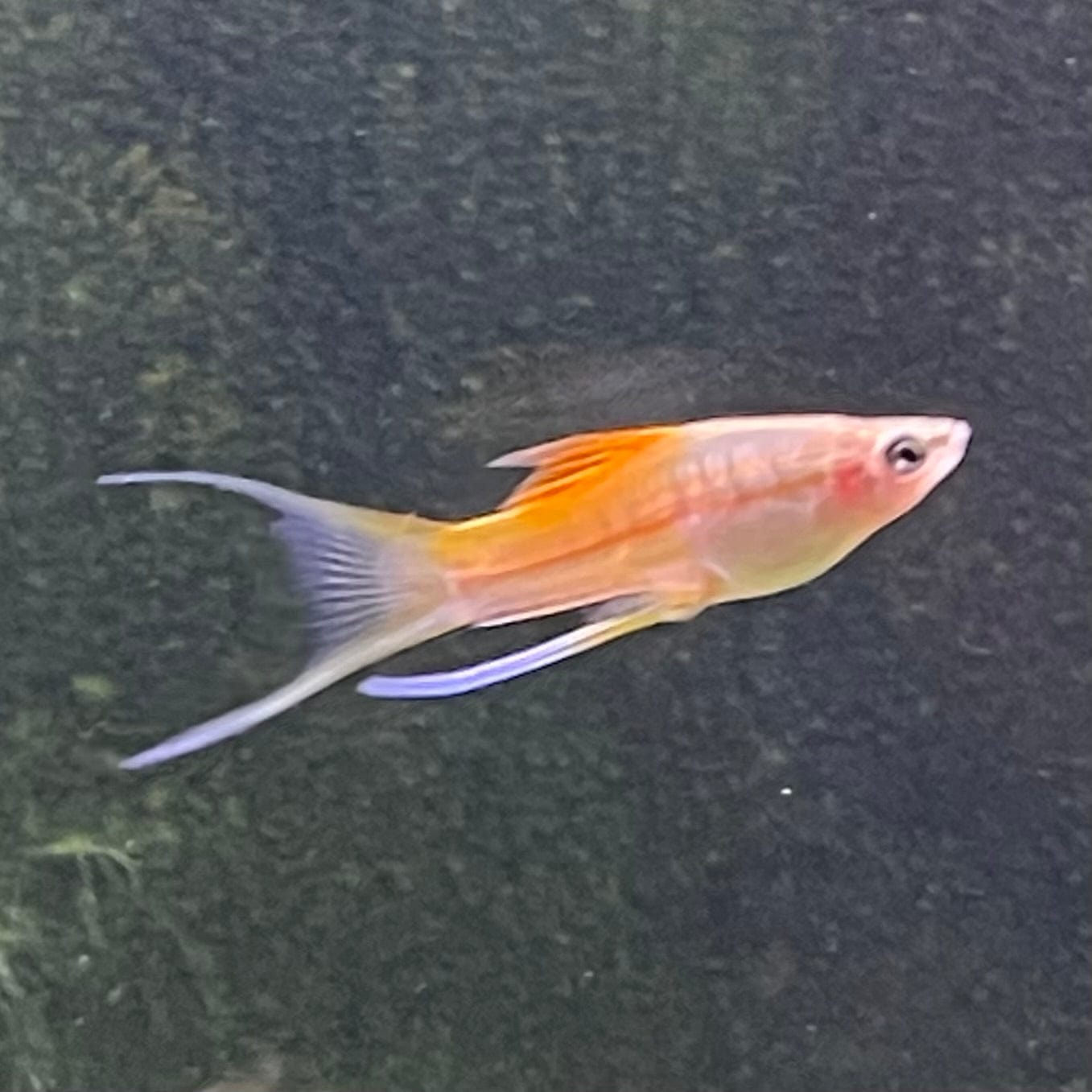 the-fish-farm Swordtail Hi Fin Swordtail - Green 4-5cm Shop online for Aquarium Fish Hi Fin Green Swordtail at The Fish Farm