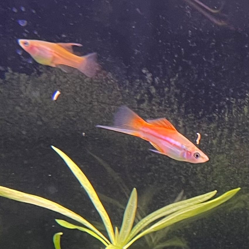 the-fish-farm Swordtail Hi Fin Swordtail - Green 4-5cm Shop online for Aquarium Fish Hi Fin Green Swordtail at The Fish Farm