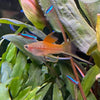 the-fish-farm Swordtail Hi Fin Swordtail - Green 4-5cm Shop online for Aquarium Fish Hi Fin Green Swordtail at The Fish Farm