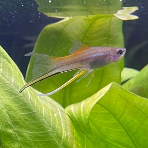 the-fish-farm Swordtail Hi Fin Swordtail - Green 4-5cm Shop online for Aquarium Fish Hi Fin Green Swordtail at The Fish Farm