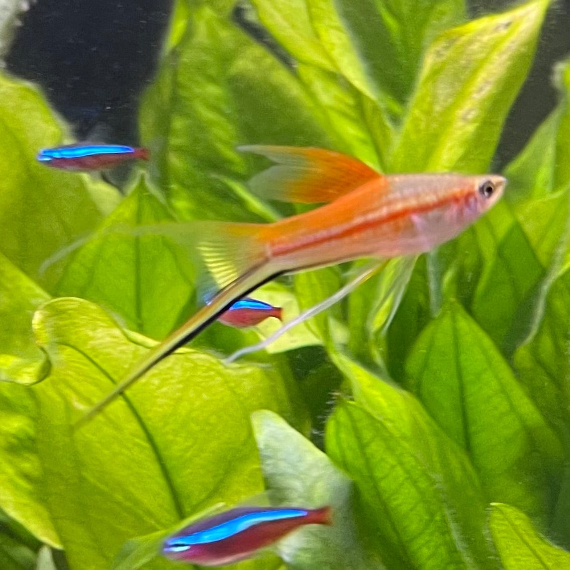 the-fish-farm Swordtail Hi Fin Swordtail - Green 4-5cm Shop online for Aquarium Fish Hi Fin Green Swordtail at The Fish Farm