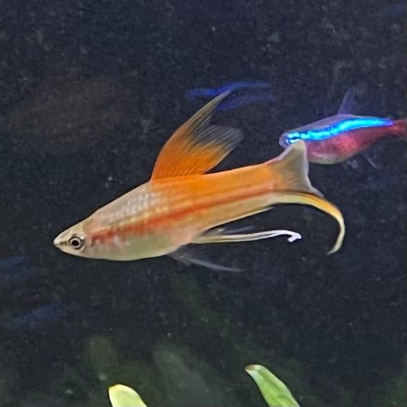 the-fish-farm Swordtail Hi Fin Swordtail - Green 4-5cm Shop online for Aquarium Fish Hi Fin Green Swordtail at The Fish Farm