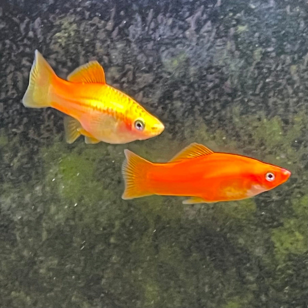 Buy Livebearer SWORDTAIL Aquarium fish online from The Fish Farm