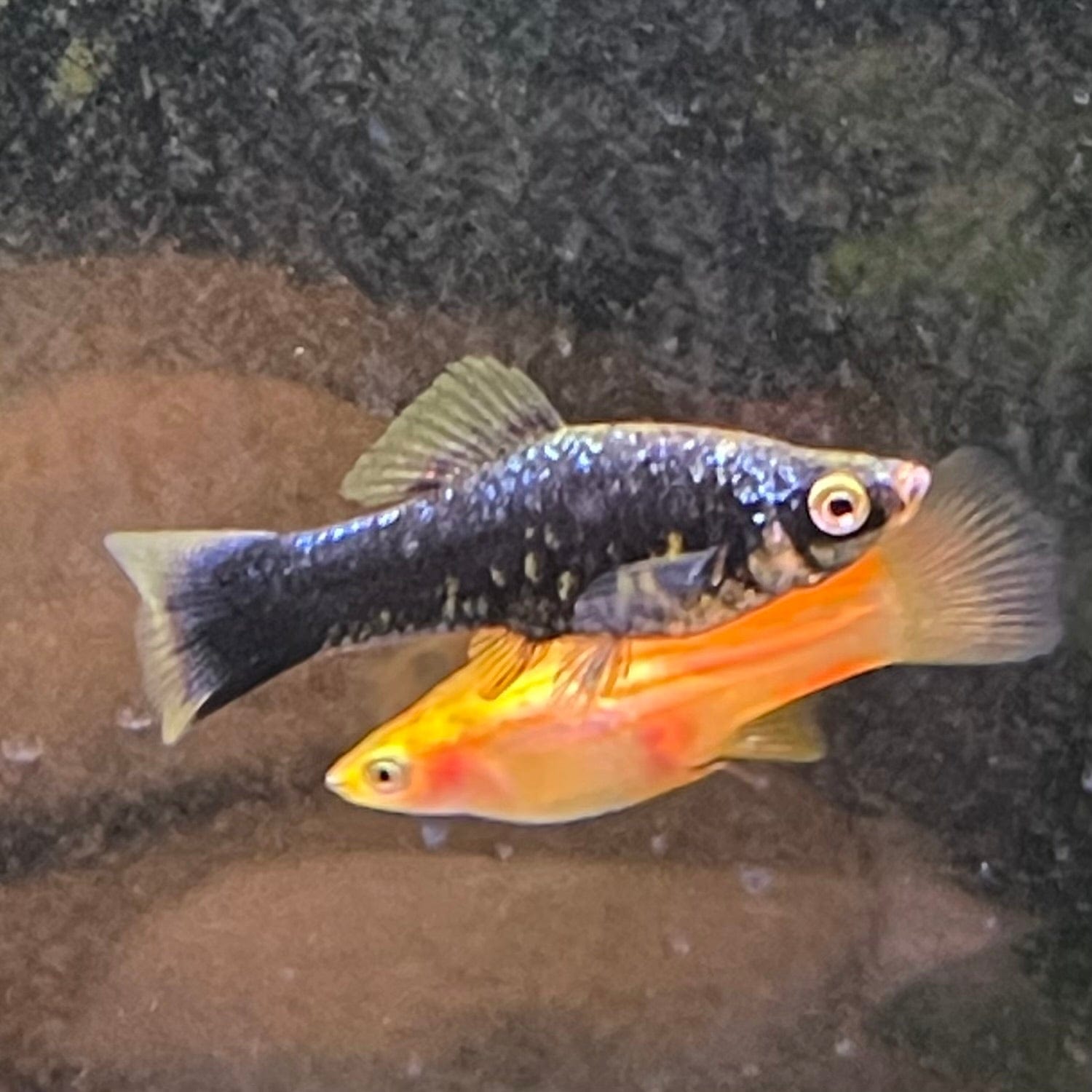 the-fish-farm Swordtail Swordtail - Assorted Colours Swordtail Fish - Assorted Colours - The Fish Farm