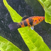 the-fish-farm Swordtail Swordtail - Berlin 4.5cm Berlin Swordtail 4.5cm - The Fish Farm