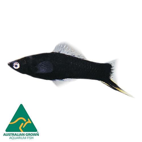 the-fish-farm Swordtail Swordtail - Black 4.5cm Black Swordtail 4.5cm - The Fish Farm