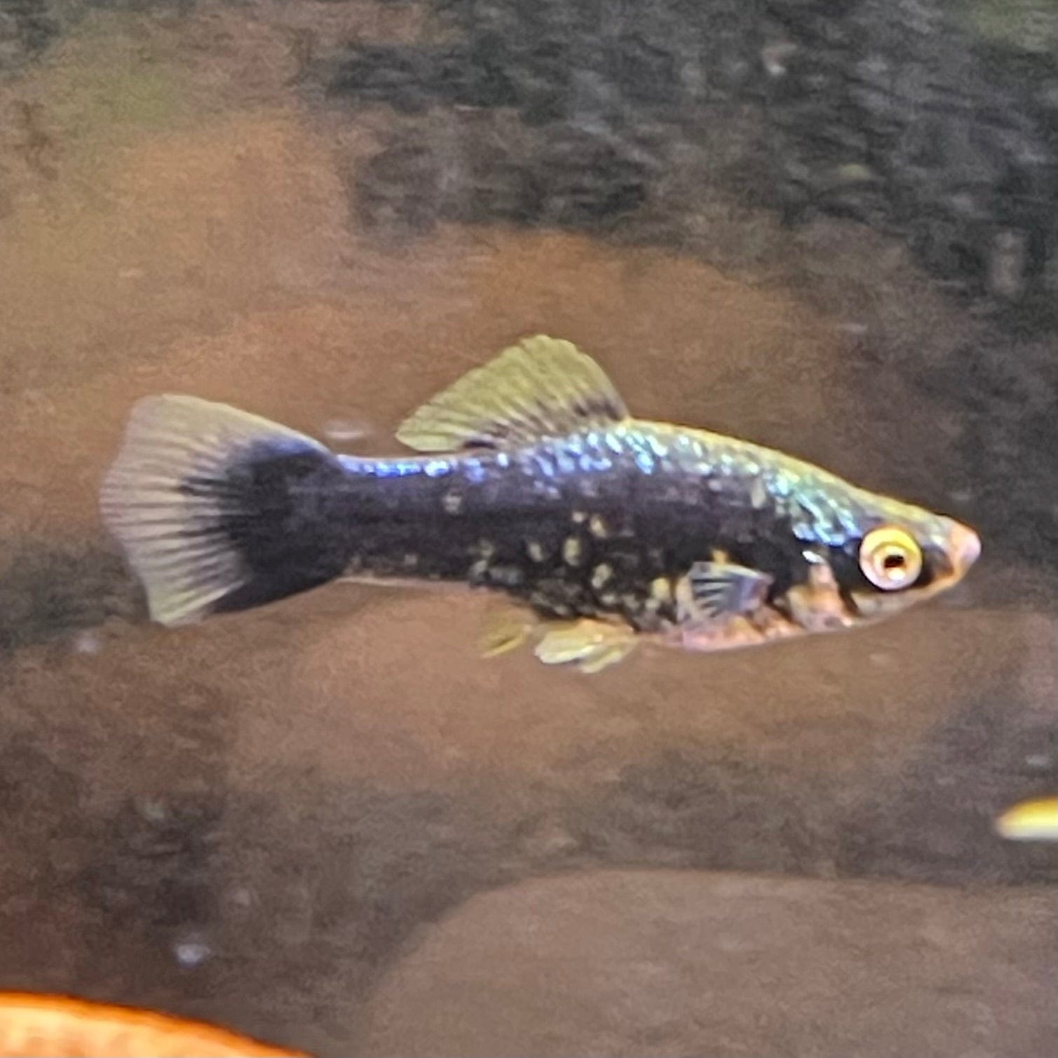 the-fish-farm Swordtail Swordtail - Black 4.5cm Black Swordtail 4.5cm - The Fish Farm