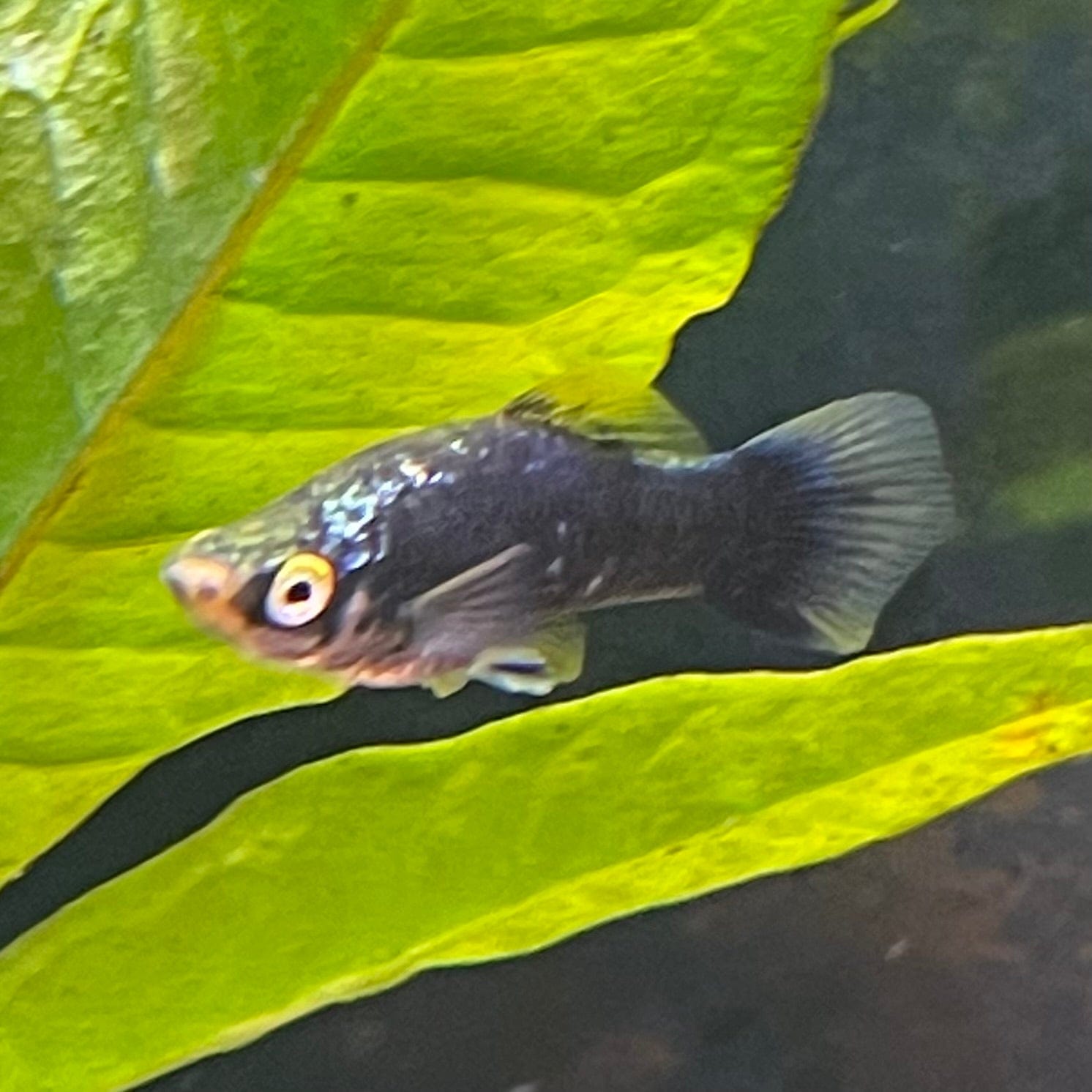 the-fish-farm Swordtail Swordtail - Black 4.5cm Black Swordtail 4.5cm - The Fish Farm