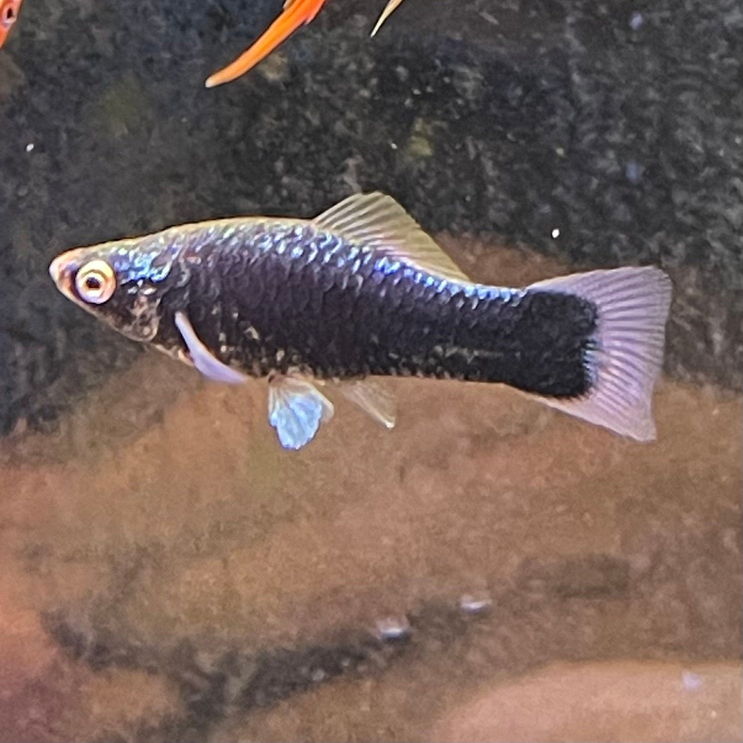 the-fish-farm Swordtail Swordtail - Black 4.5cm Black Swordtail 4.5cm - The Fish Farm