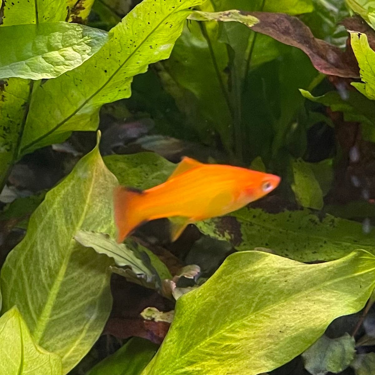 the-fish-farm Swordtail Swordtail - Golden Comet 4-5cm Shop for Golden Comet Swordtail Aquarium Fish at The Fish Farm